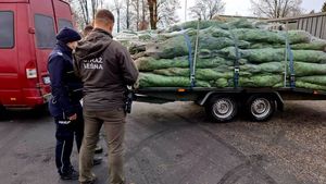 Policjantka oraz strażnik leśny stojący przy czerwonym busie z przyczepką na której przewożone są choinki